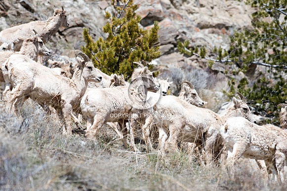 Big horn sheep (wild)