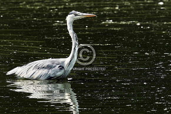 Blue Heron Blue Heron
