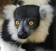 Lemurs