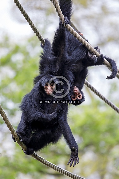 red-faced spider monkey (Ateles paniscus) red-faced spider monkey (Ateles paniscus)