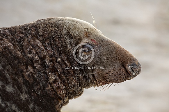 Seal near the coastline.