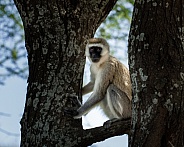 Black faced monkey in a tree looking off
