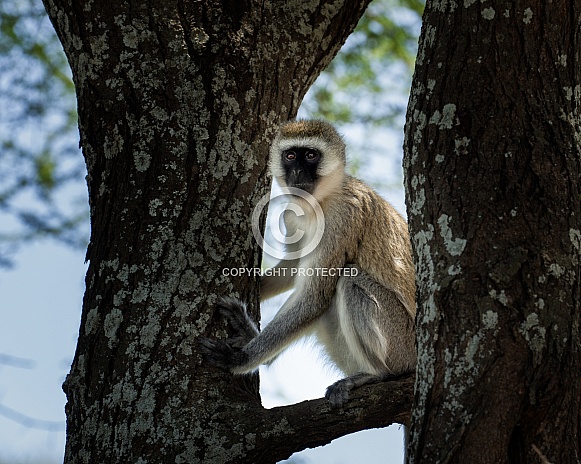 Black faced monkey in a tree looking off Black faced monkey in a tree looking off