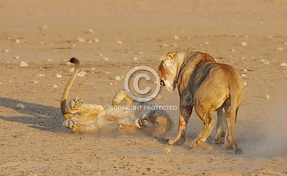 Lion rivalry Lion rivalry