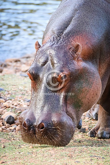 Hippopotamus