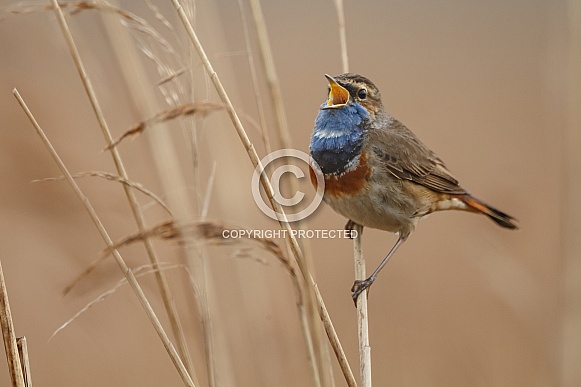 Bluethroat perched on a twig Bluethroat perched on a twig