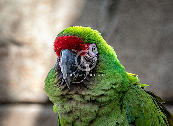 Green Military Macaw parrot