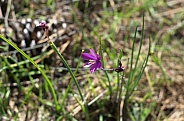 Close up of small vividly purple wildflower blossom