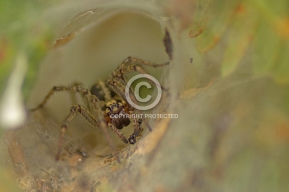 Labyrinth Spider with Prey