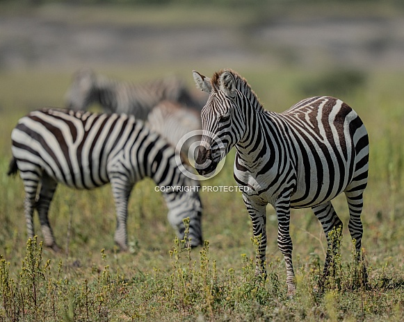Zebra in a field with a herd in Africa