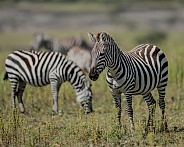 Zebra in a field with a herd in Africa