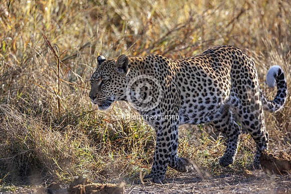 Leopard (Panthera pardus) - Botswana Leopard (Panthera pardus) - Botswana