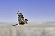 Female Northern Harrier Hawk Hunting