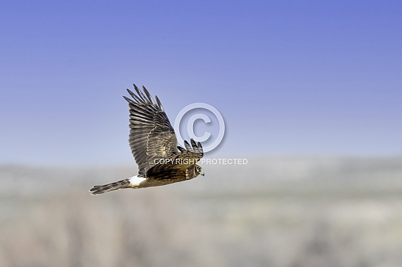 Female Northern Harrier Hawk Hunting