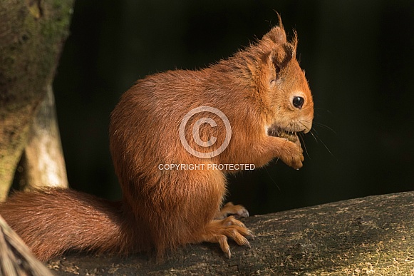 Red Squirrel On Branch Eating