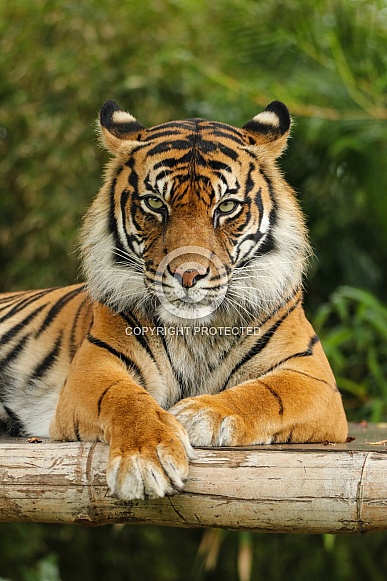 Sumatran Tiger Sumatran Tiger