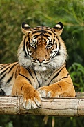 Sumatran Tiger