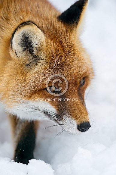 Red Fox