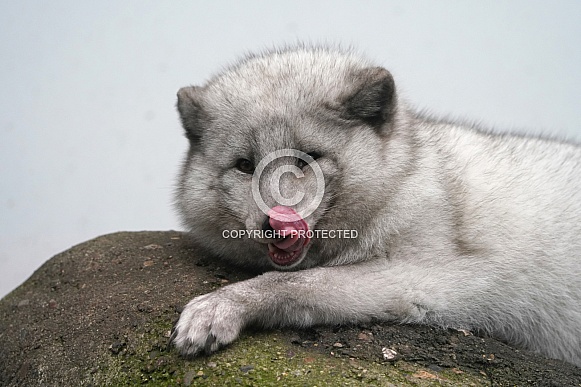 Arctic Fox