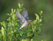 female Eastern Bluebird (Sialia sialis) flying with brown field cricket in her mouth