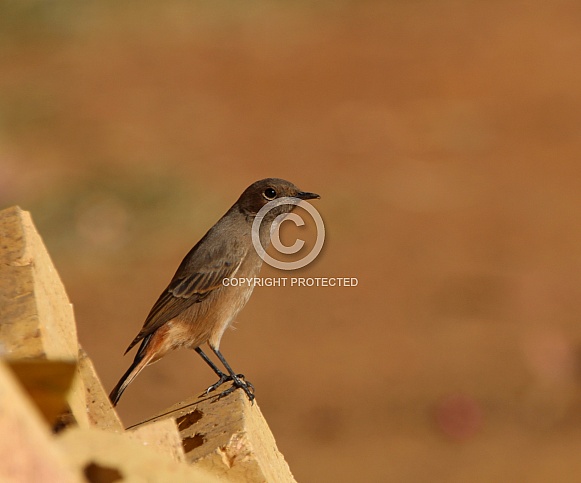 Familiar chat. Familiar chat.