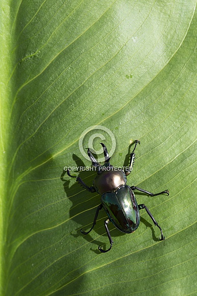 Rainbow Stag Beetle.