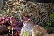 Leopard (Panthera pardus) eating it's kill