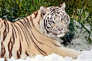 White tiger in snow