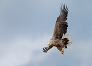 White tailed eagle or European Eagle