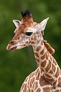 Rothschild's Giraffe Calf Close Up Portrait Shot