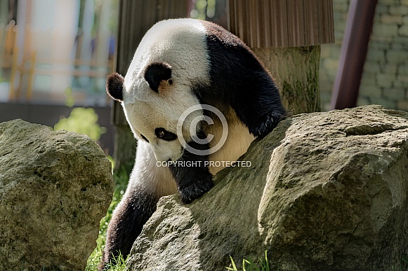 Giant Panda bear Giant Panda bear
