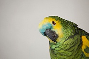 Blue-fronted Amazon Parrot