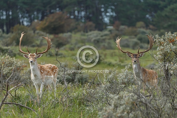 Fallow Deer