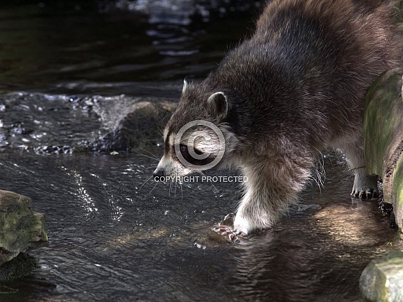 Raccoon (Procyon lotor) Raccoon (Procyon lotor)