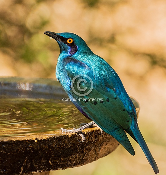 Greater Blue-eared Starling