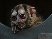 Gray-Handed Night Monkey