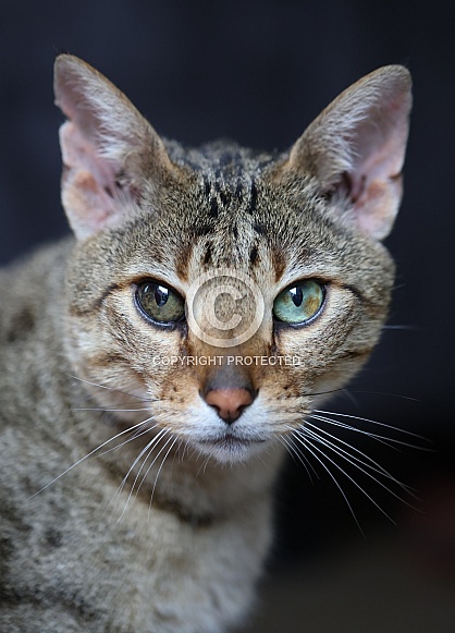 Savannah cat Noa