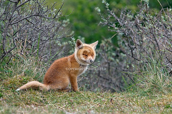 Red Fox Cub Red Fox Cub