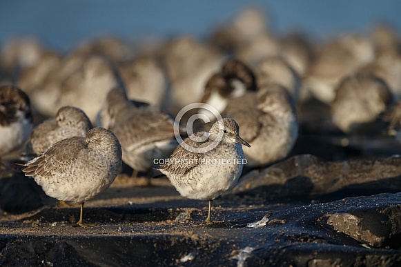 The red knot (Calidris canutus)