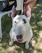 White bull terrier looking up at the camera