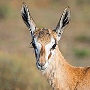 Female Springbok Portrait