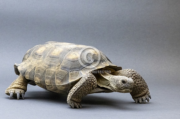 Sonoran Desert Tortoise