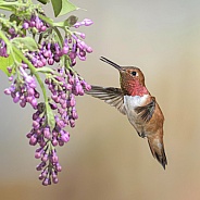 Rufous Hummingbird & Lilac (wild male)