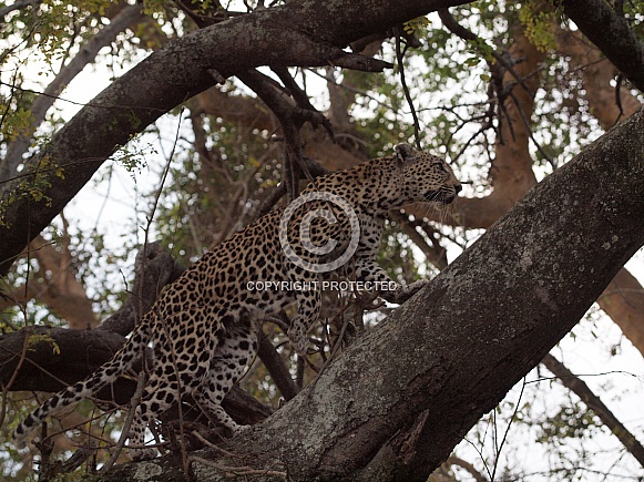 African Leopard African Leopard