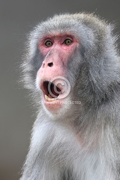 Japanese macaque (macaca fuscata)