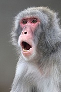 Japanese macaque (macaca fuscata)