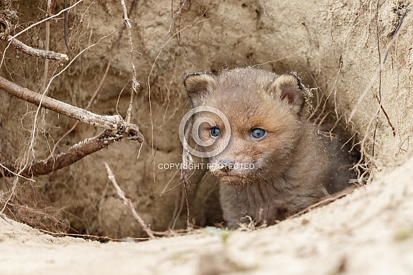Red fox cubs
