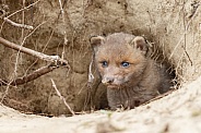 Red fox cubs