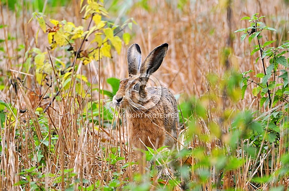 Wild Hare