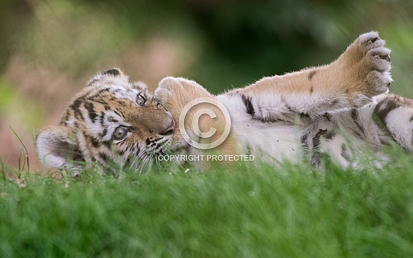 Amur Tiger